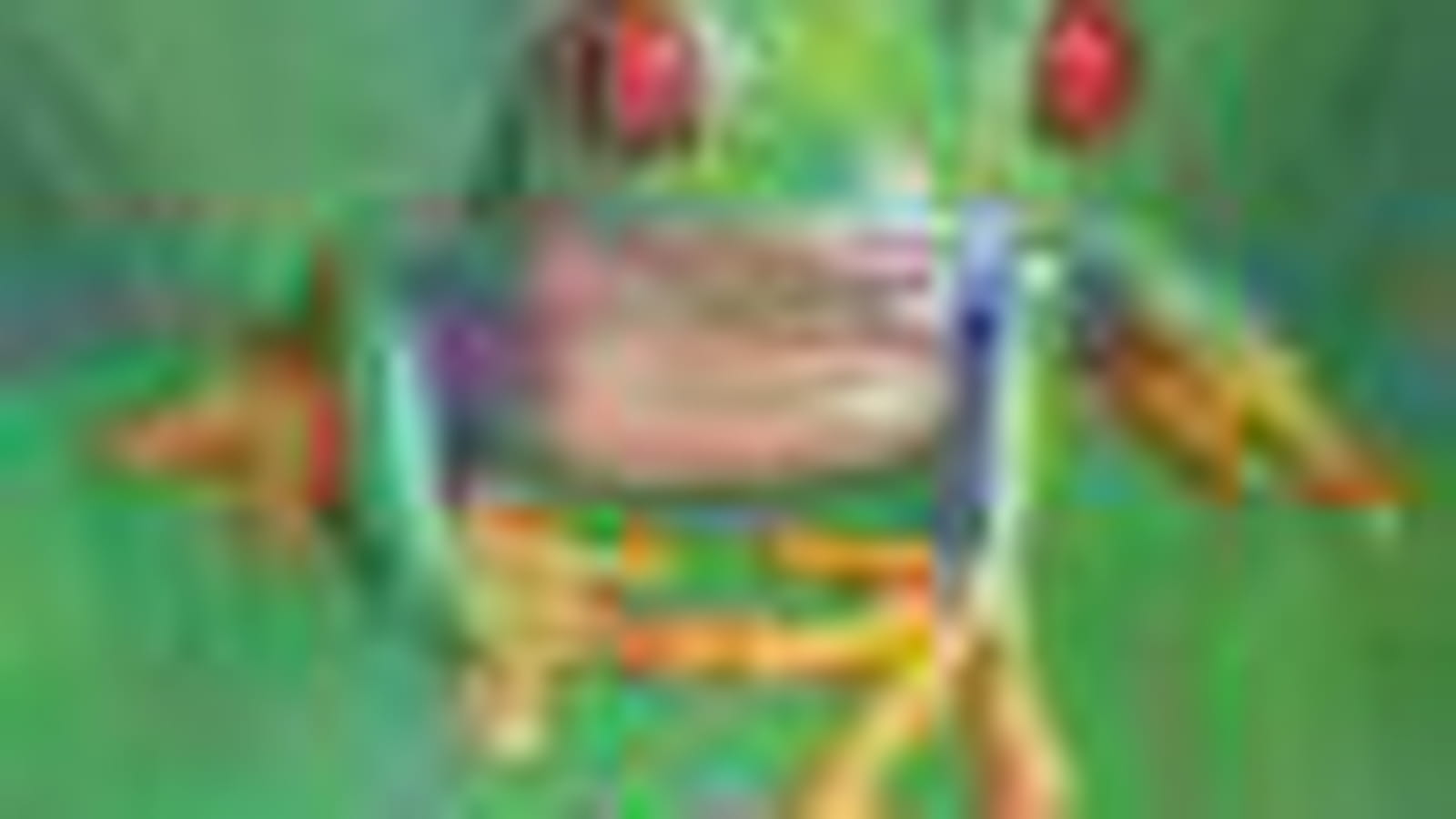 Grenouille
