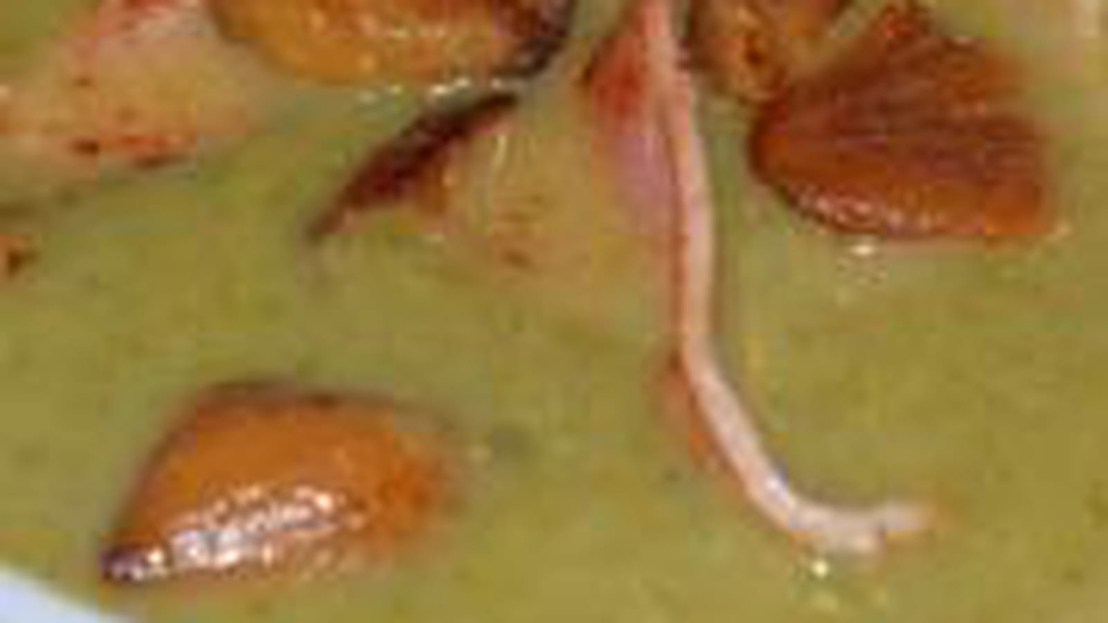 Velouté de laitue, marrons et jambon