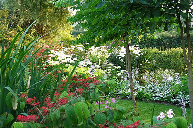 Plantation des vivaces en grand nombre