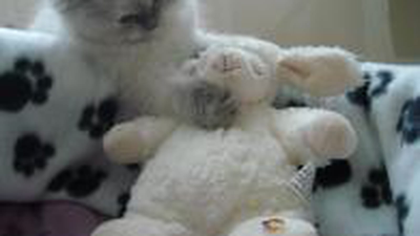 Peluche