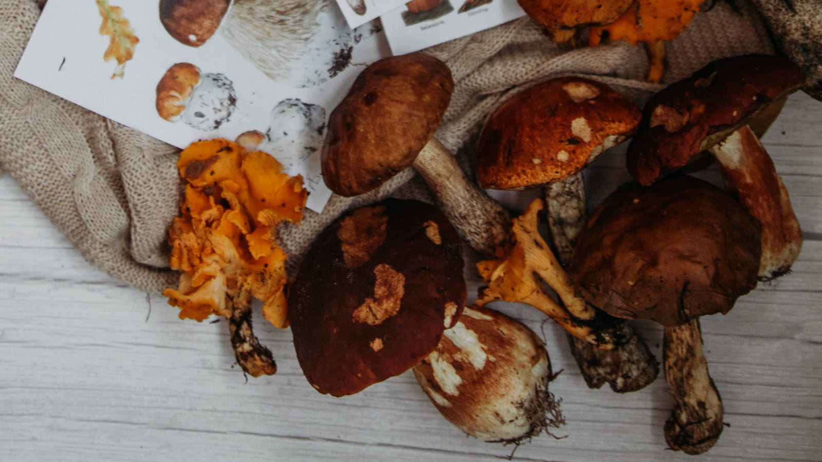 Champignons d'automne