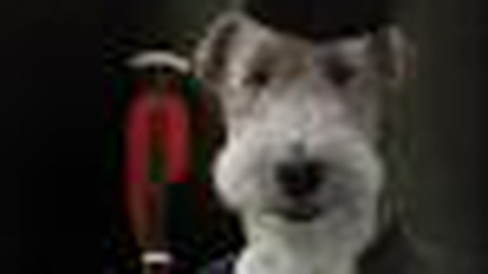 Terrier