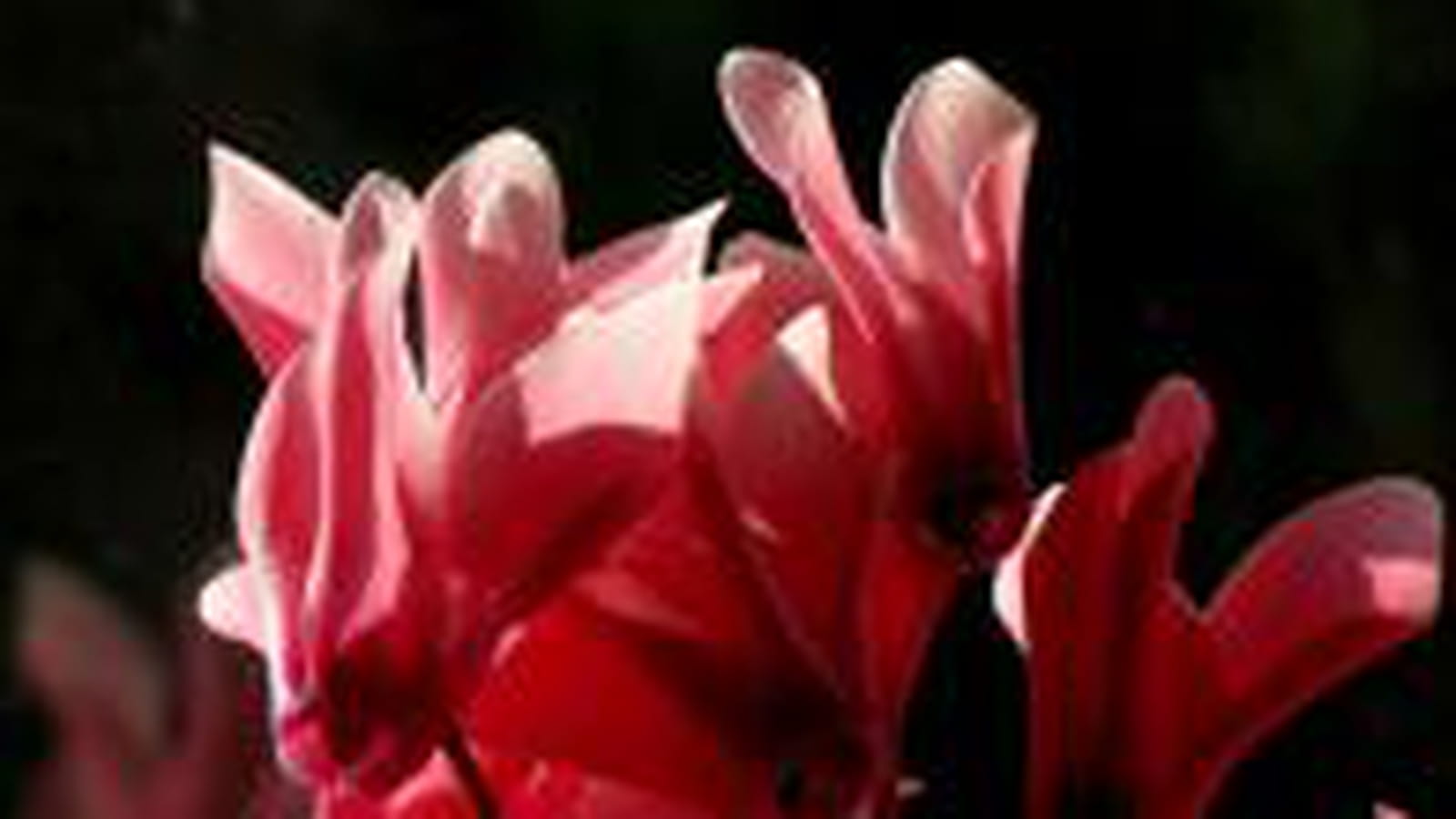 Cyclamens rouges