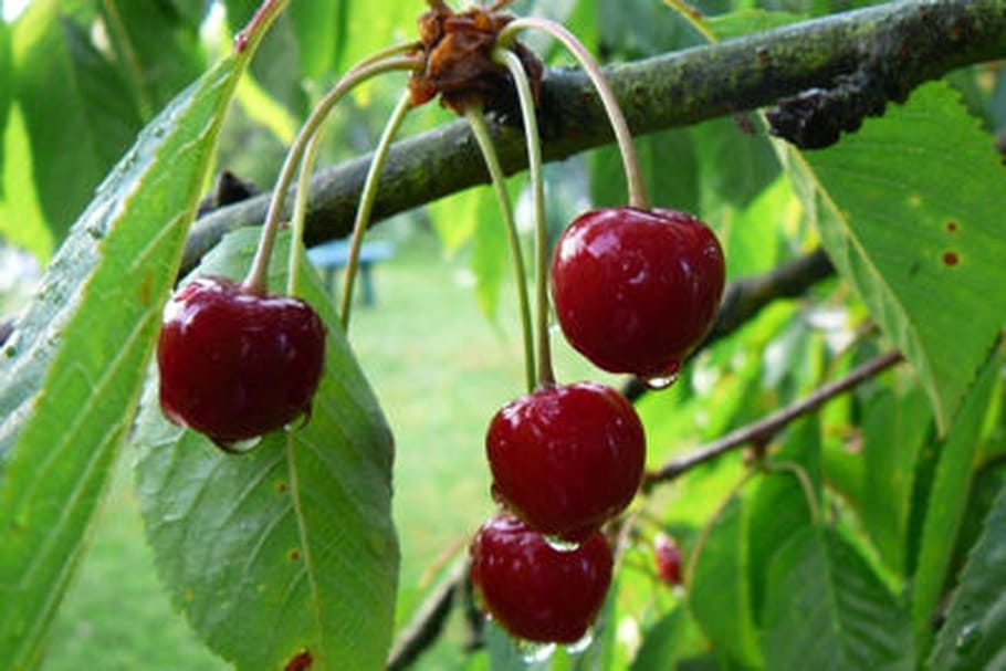 Comment éviter les vers dans les cerises ?