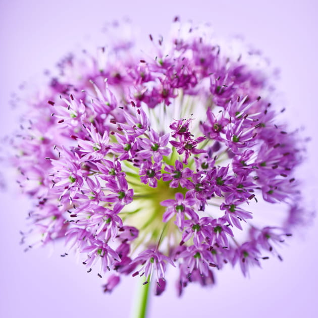 L'allium