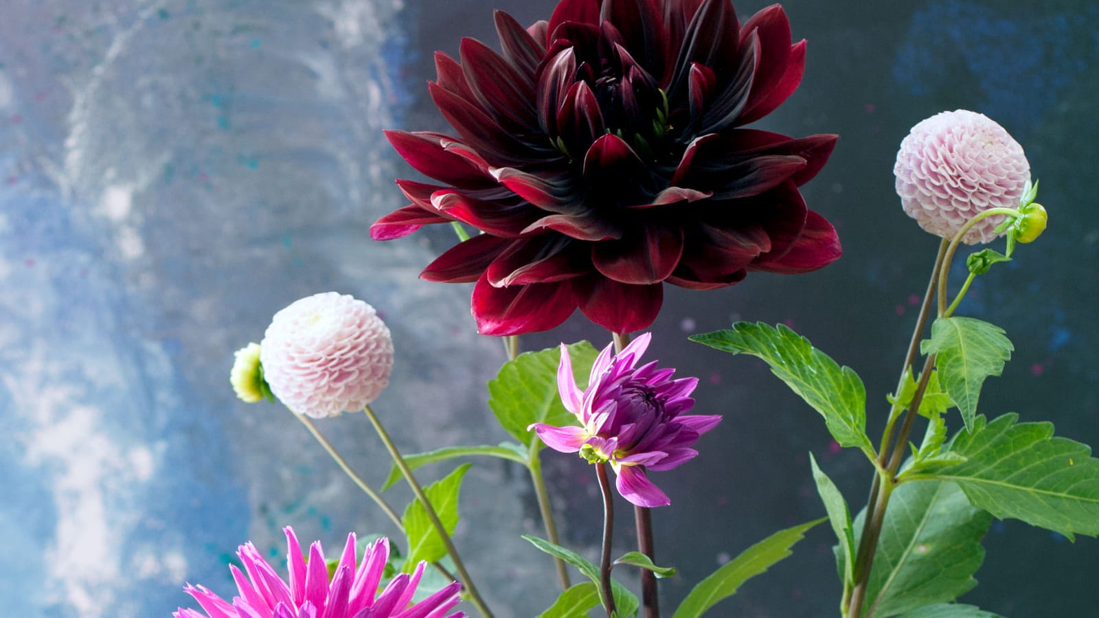 Dahlias pompon, semi-cactus et fleur de camélia