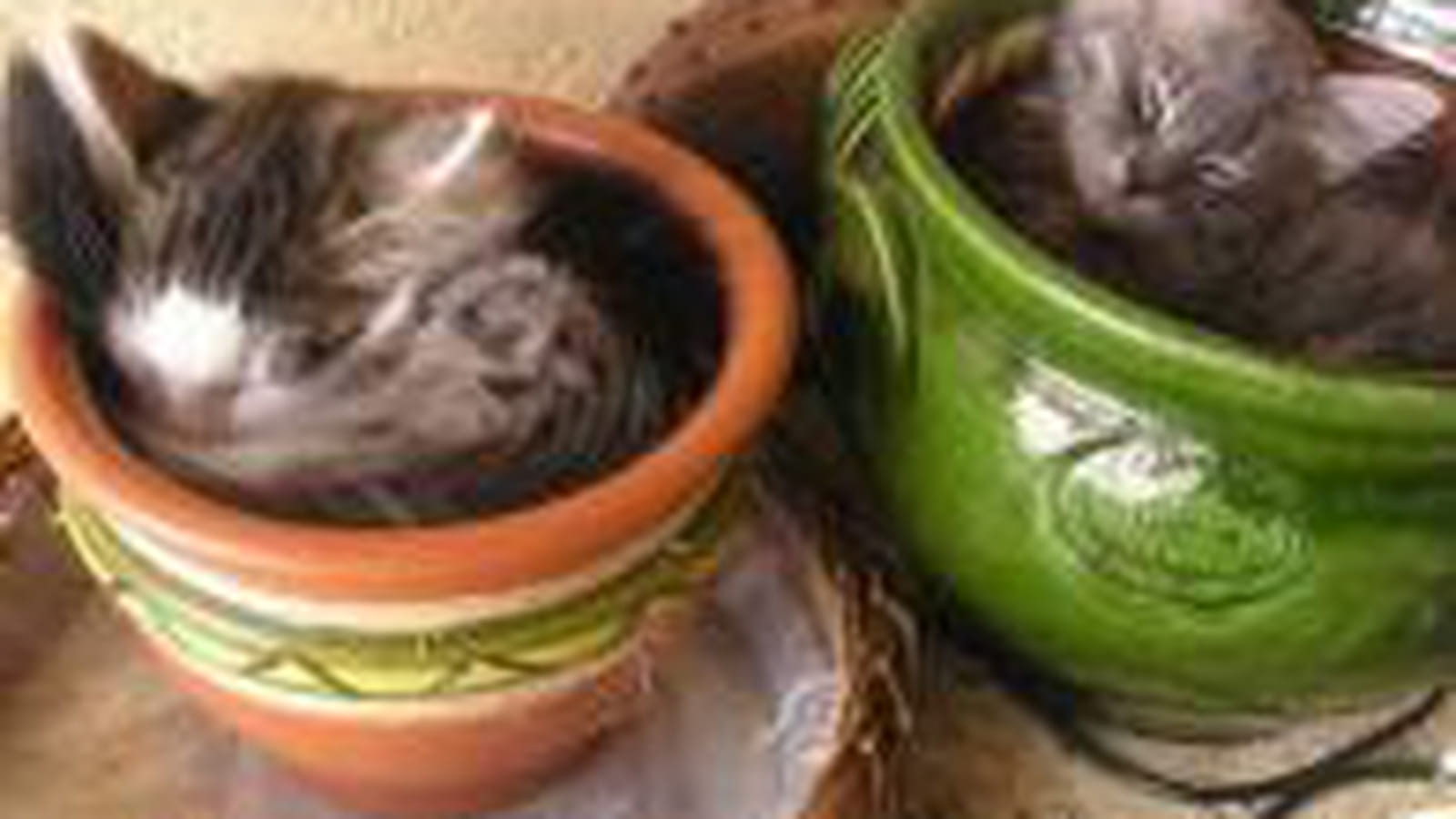 Pots
