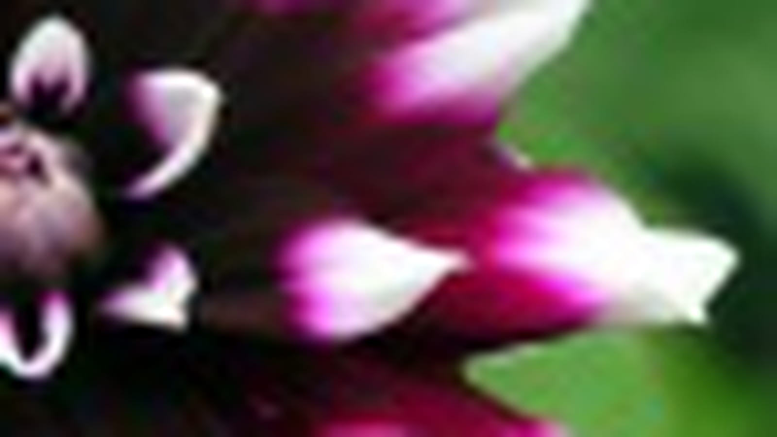 Explosion du dahlia
