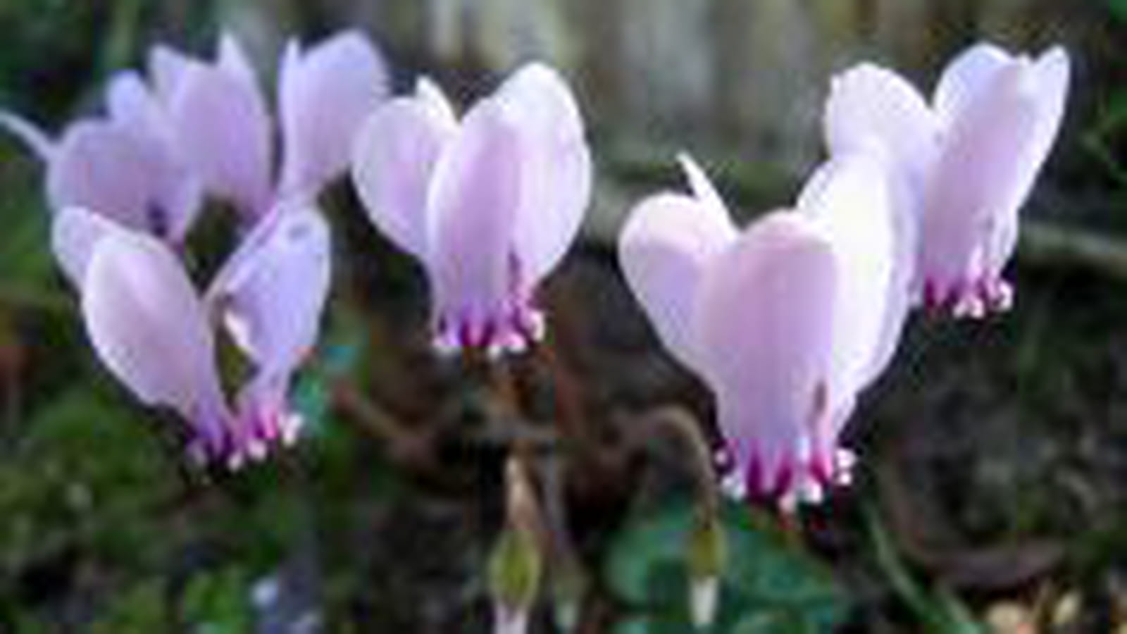 Cyclamens