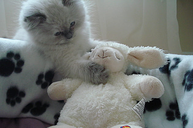 Calina, comme son nom l'indique