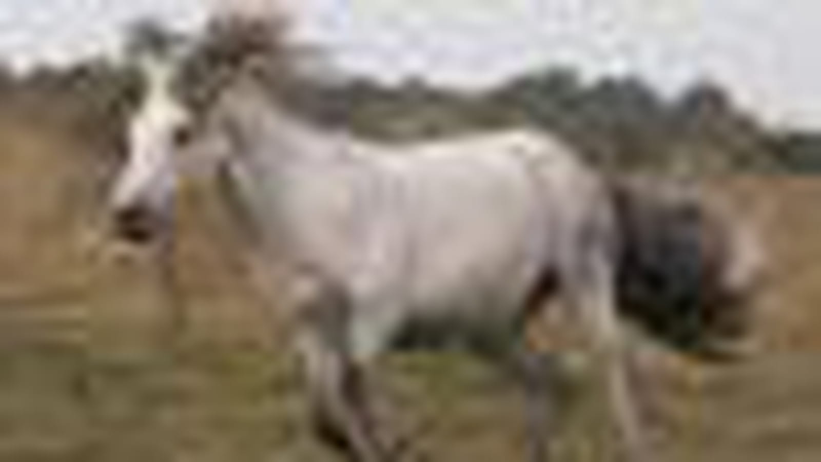Cheval volant