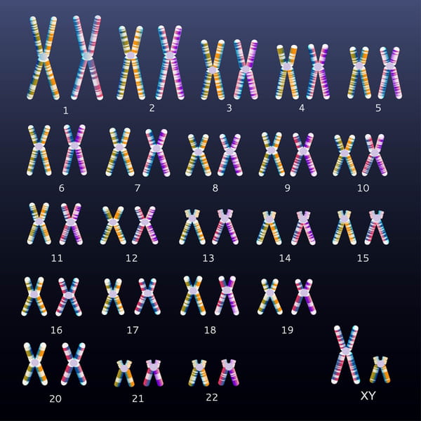 caryotype chromosomes