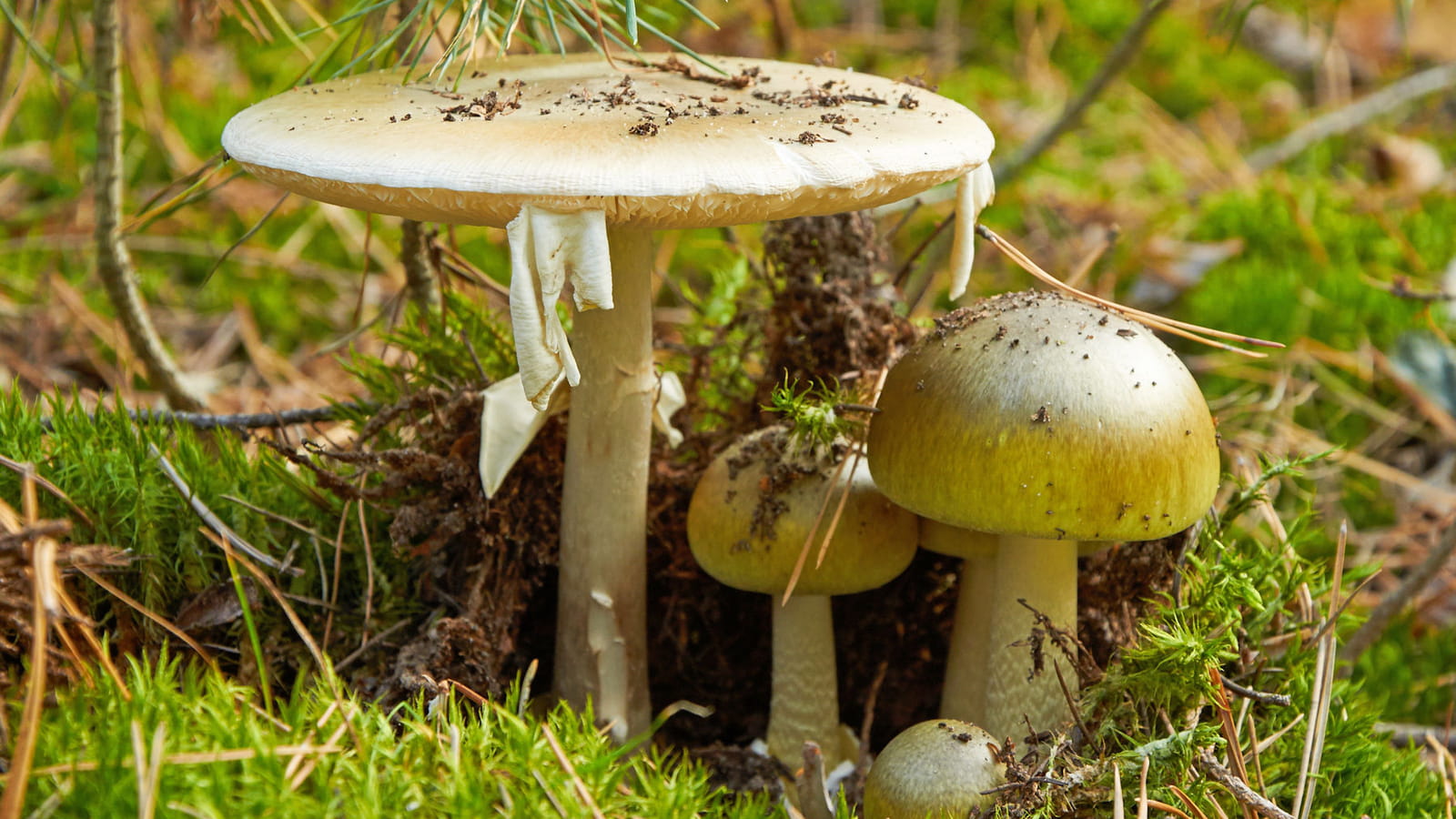 Les champignons