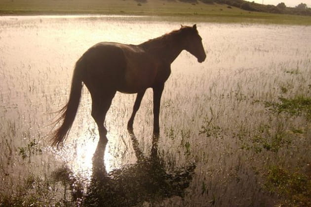Les pieds dans l'eau