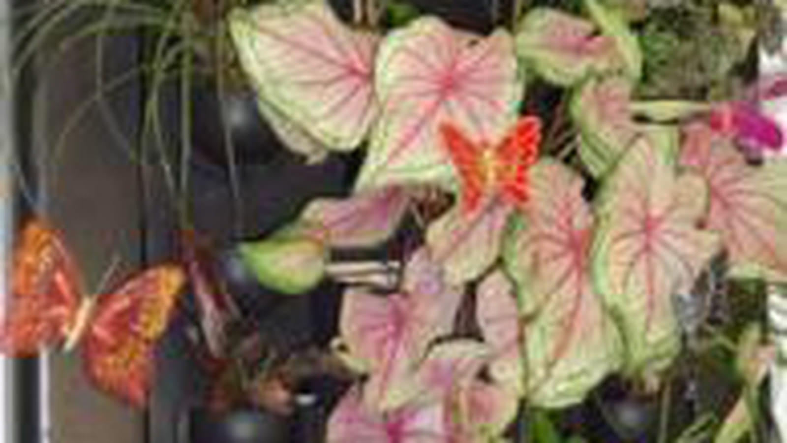 Couleurs et papillons