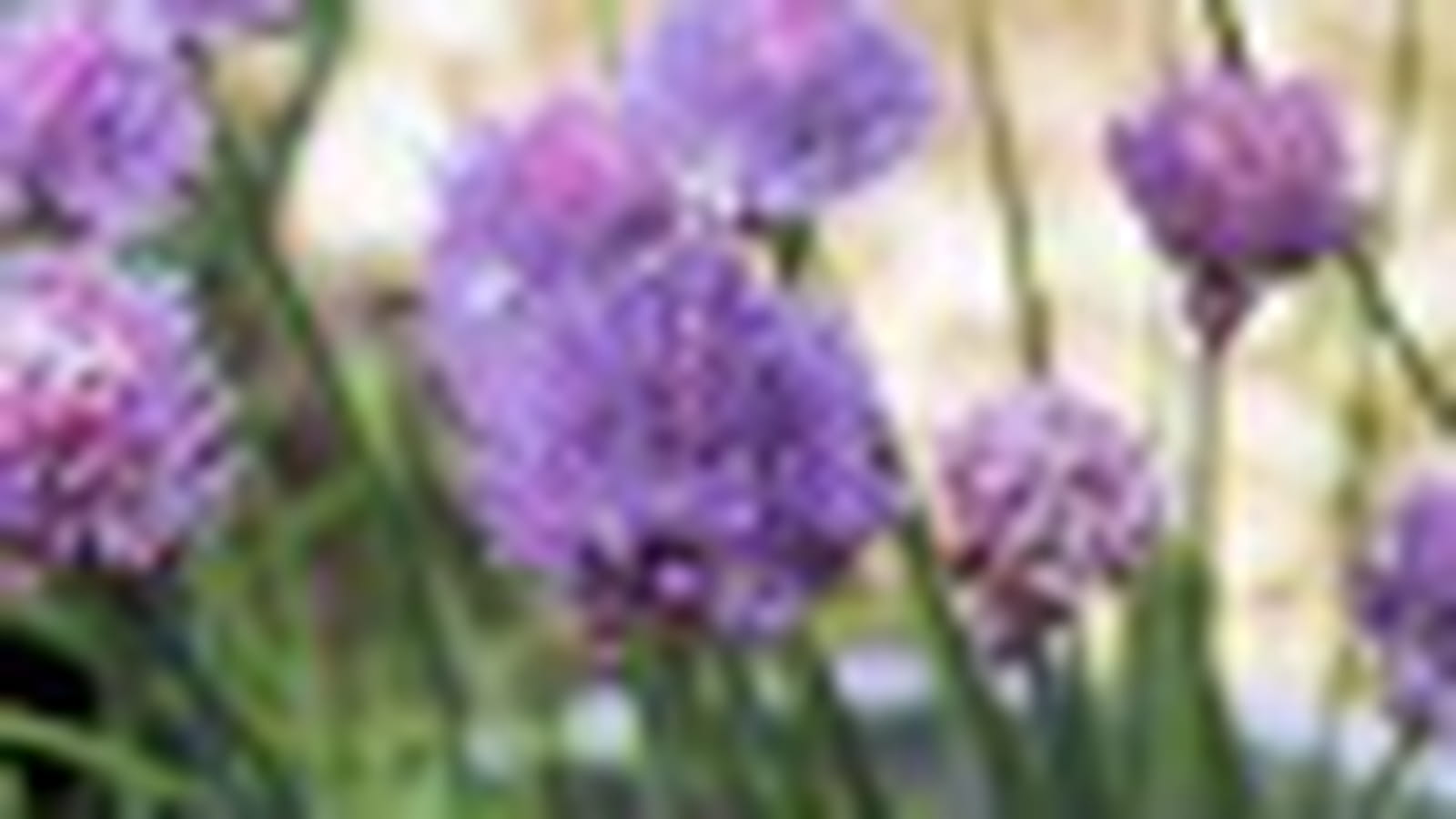 Aromates