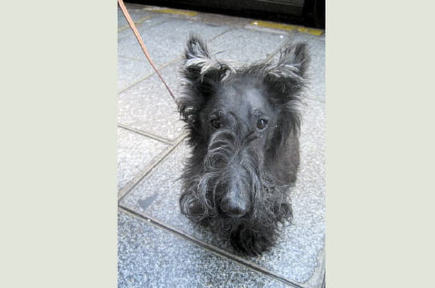 La loyaut&eacute; du Scottish terrier