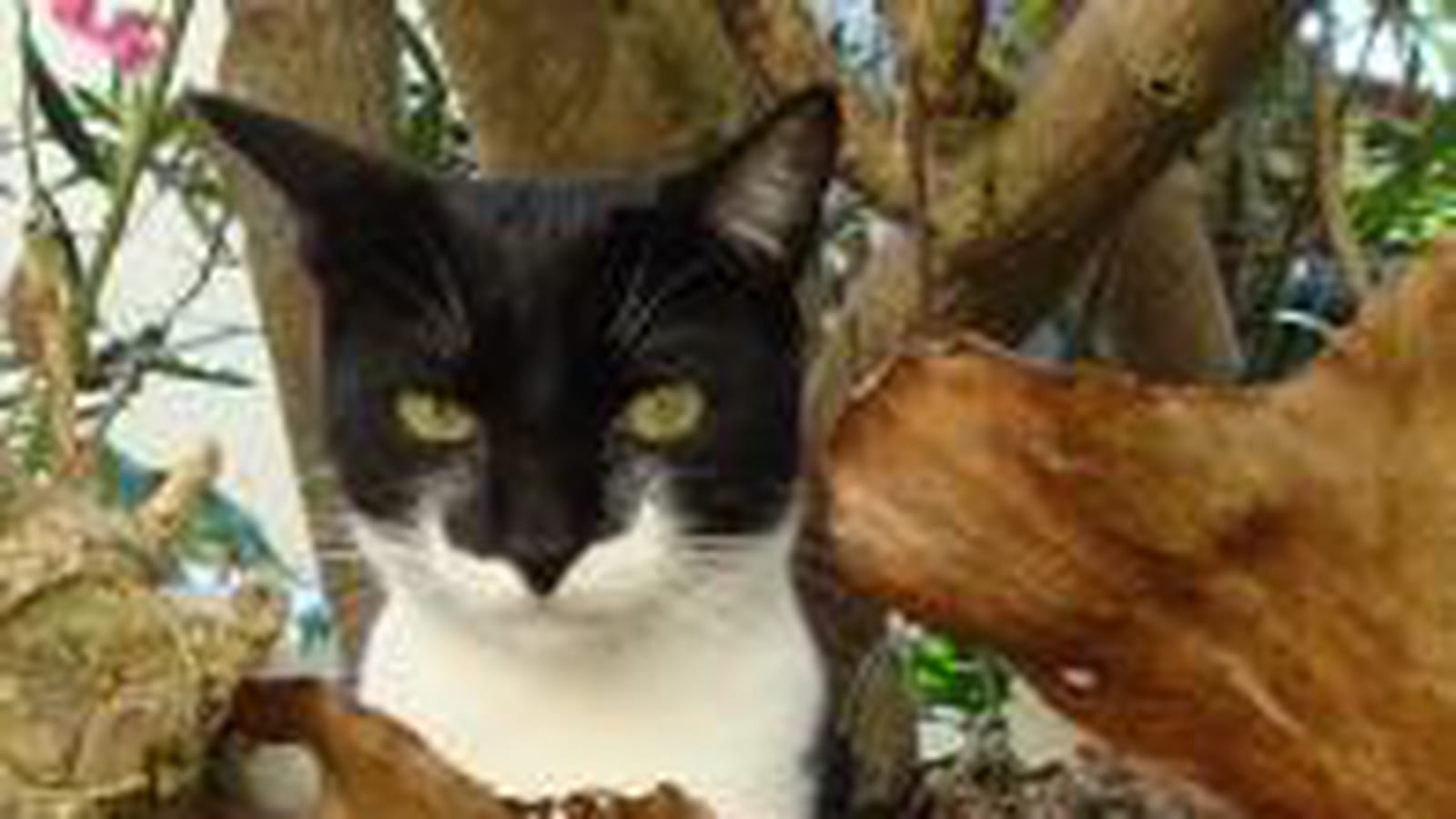 Filou