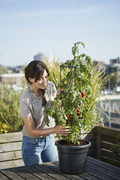 Un pot pour la culture des tomates
