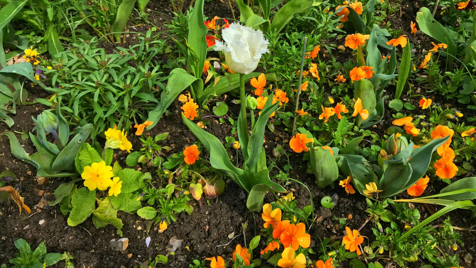 Tulipe dentelée Daytona & primevères