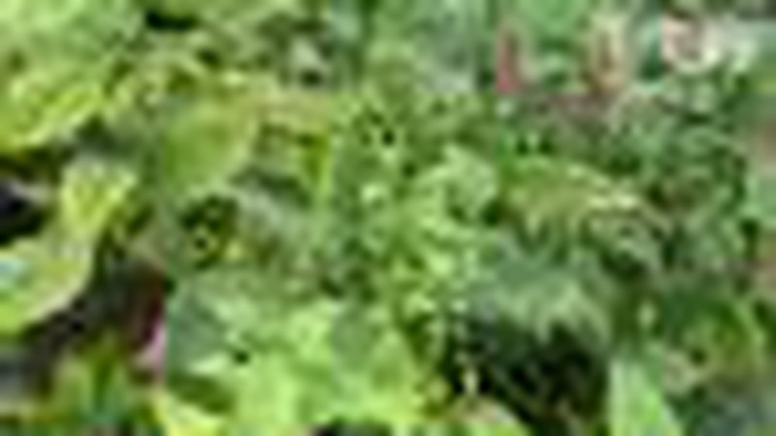 Strobilanthes coloratus