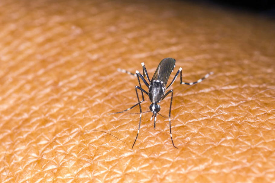Zika et microcéphalies : les pesticides, coupables ?