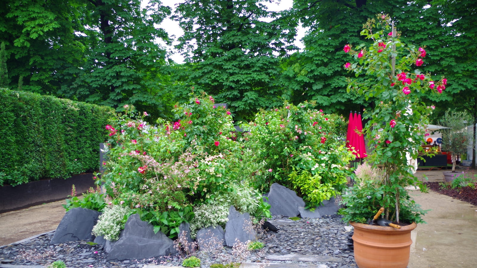 La brume aux roses