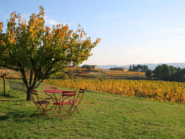 Des vignes color&eacute;es