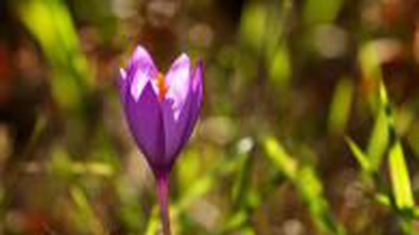 Crocus violet
