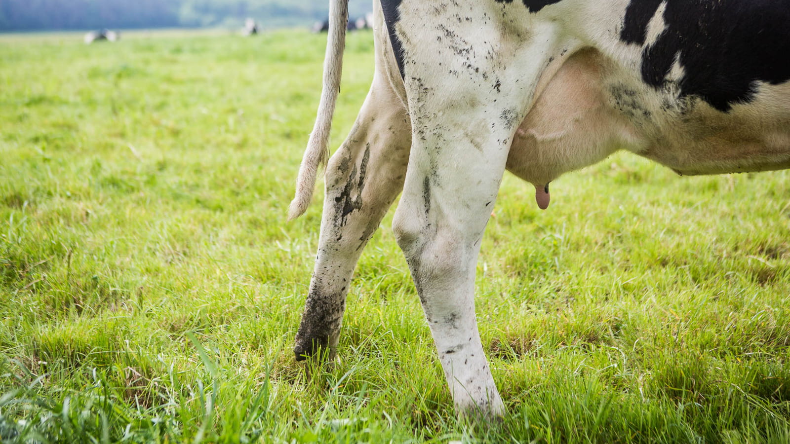 L'origine du lait