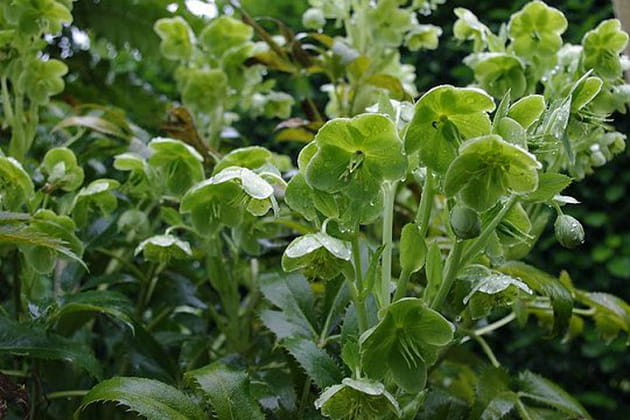 L'hellébore fétide, une plante qui porte bien son nom