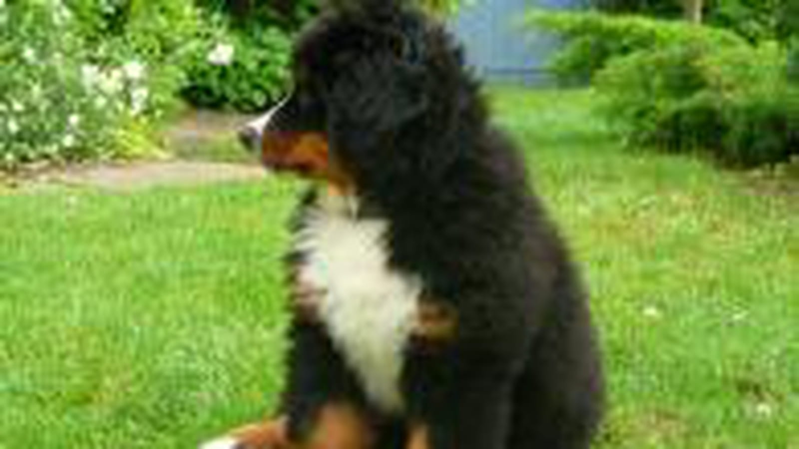 Figo