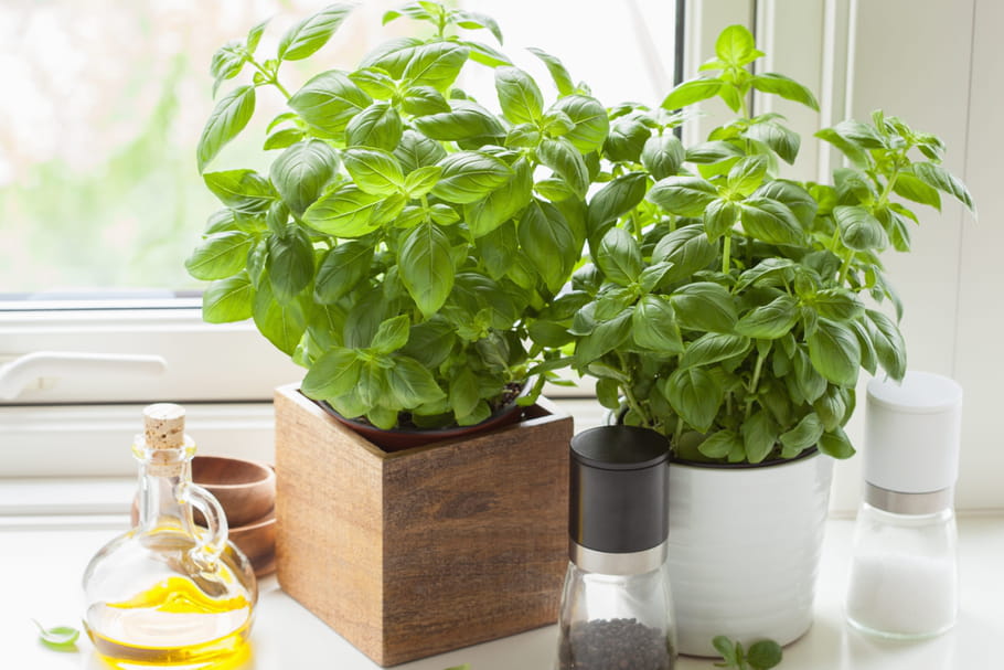Comment avoir du basilic tout l'hiver ?