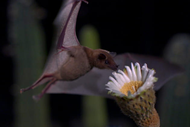 Une seule nuit pour le cactus