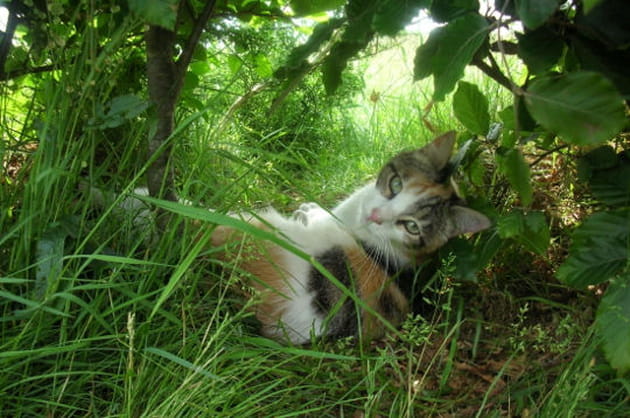 Pose féline au jardin