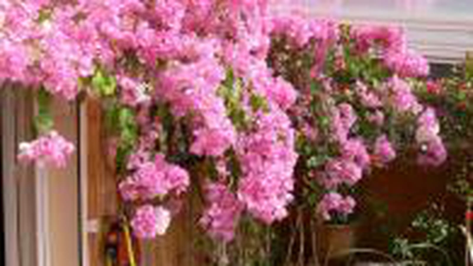 Bougainvillier