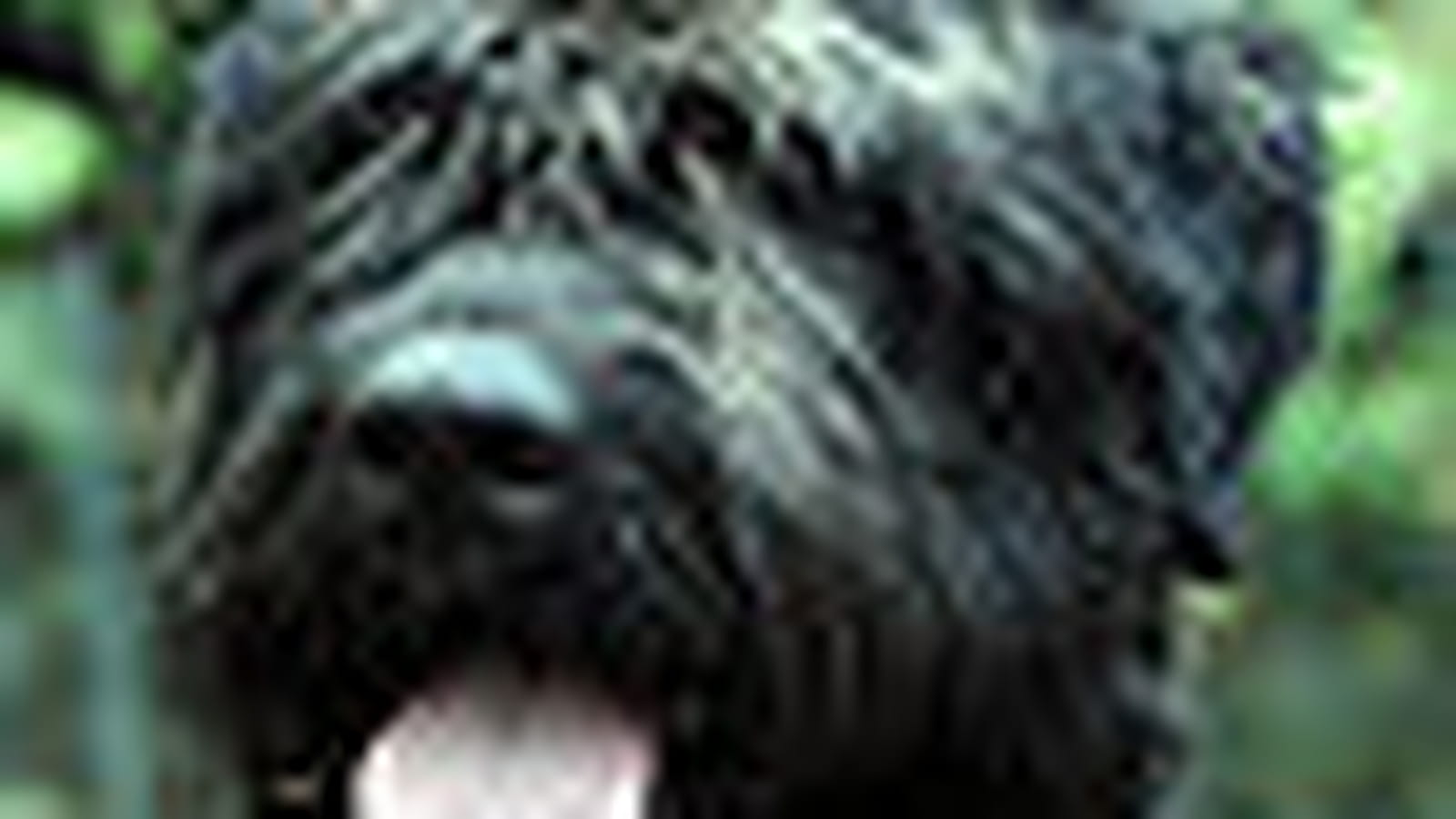 Bouvier des Flandres