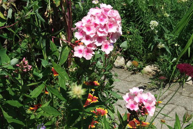 Phlox, des vivaces enchanteresses