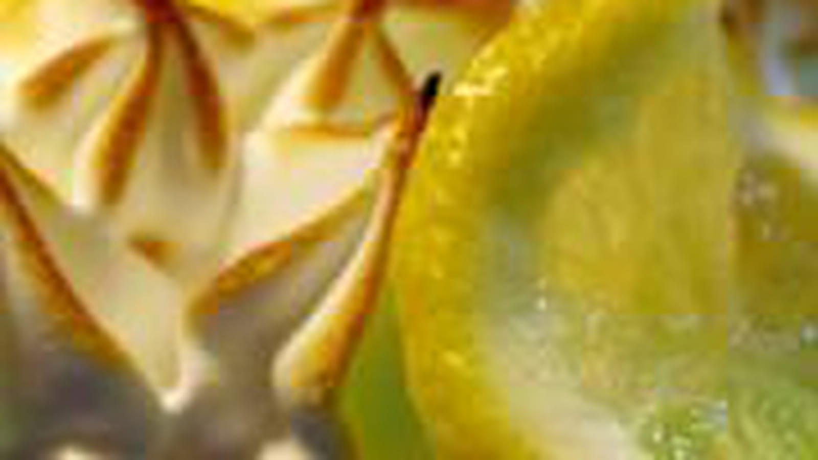 Farz pitilig au citron meringué
