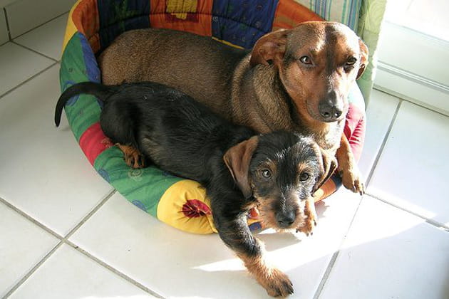 Ces teckels font la paire&nbsp;!