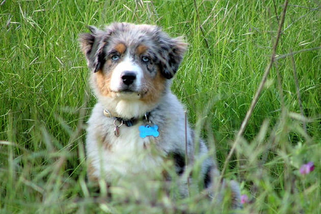 Dipsy'Bel, un bonheur de chien