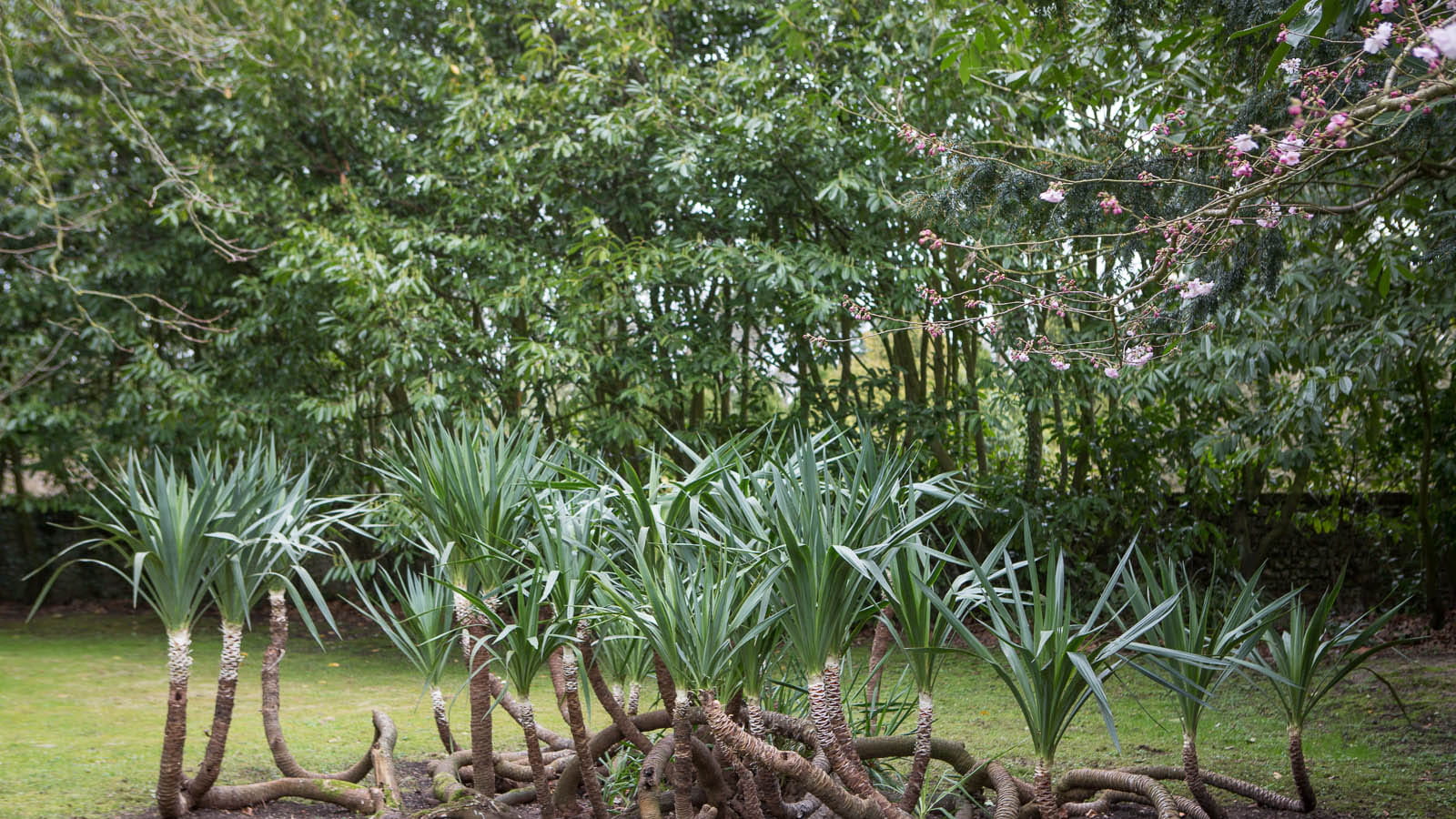 Yucca