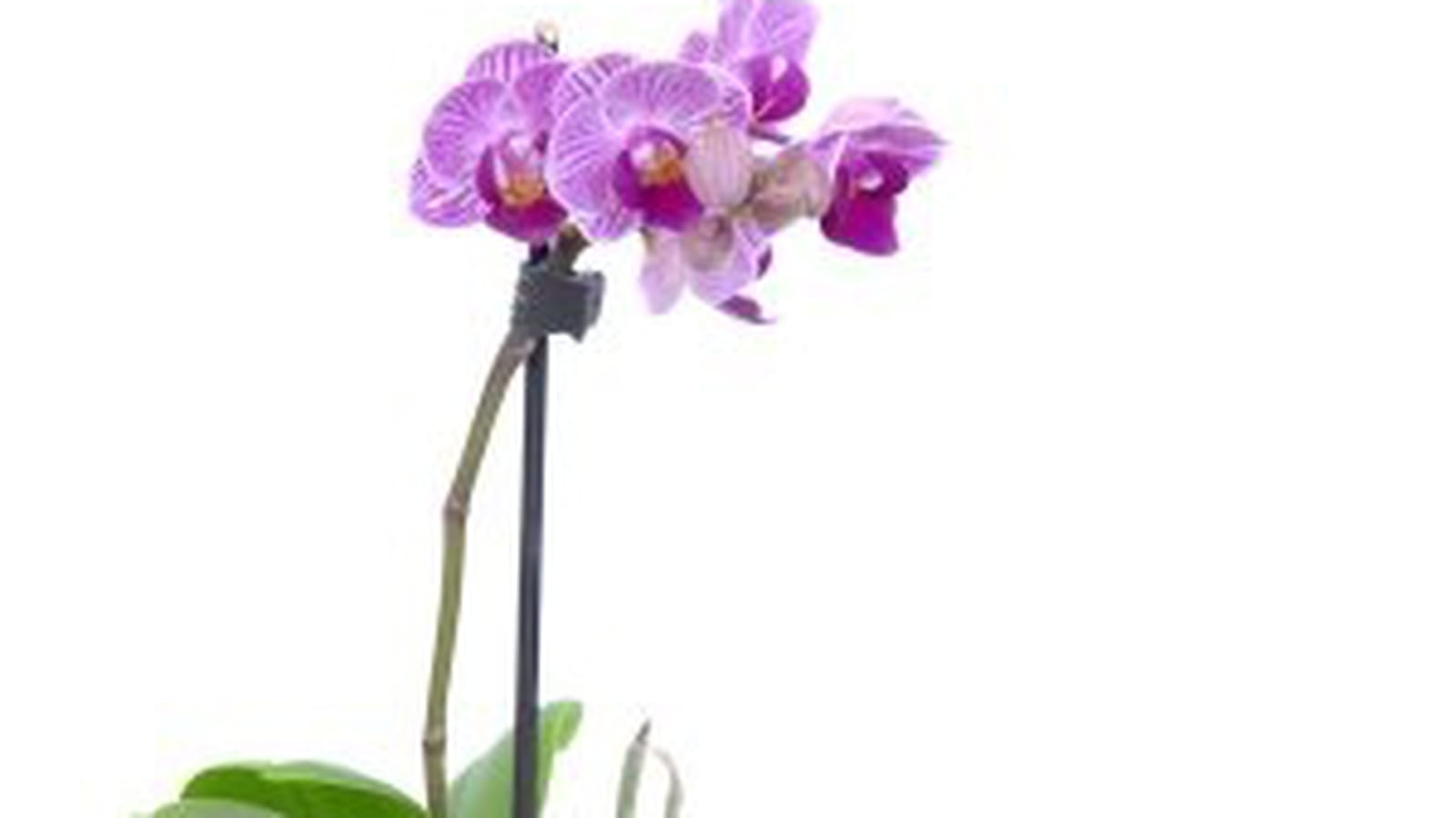 Mini-orchidée et son bougeoir -Jardiland