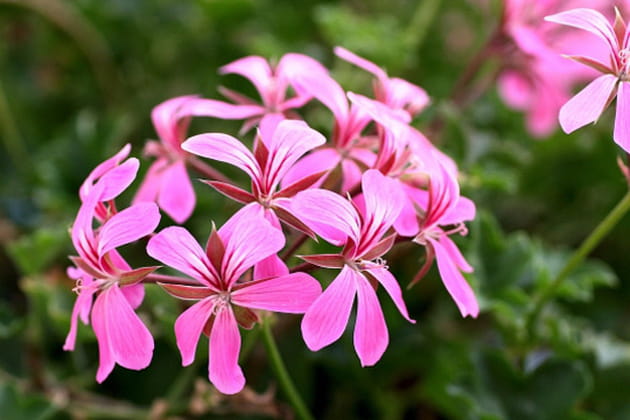 Le c&eacute;l&egrave;bre g&eacute;ranium