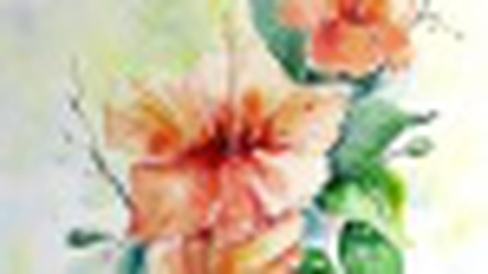 Les hibiscus