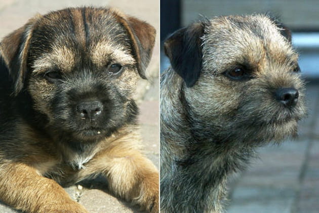 Le Border Terrier