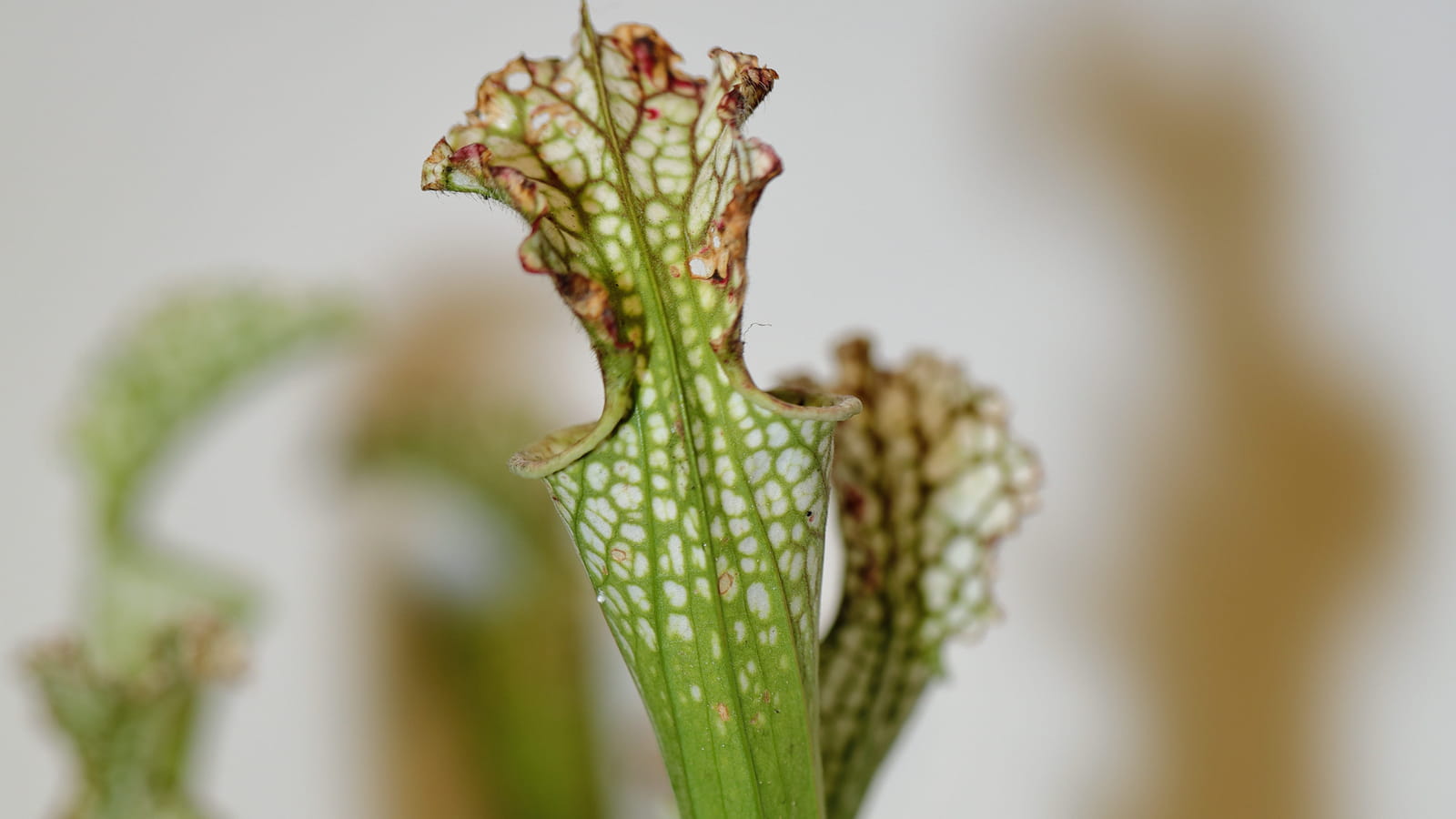 Sarracenia leucophylla