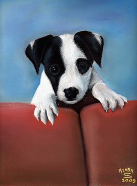 Jack Russell passionnément