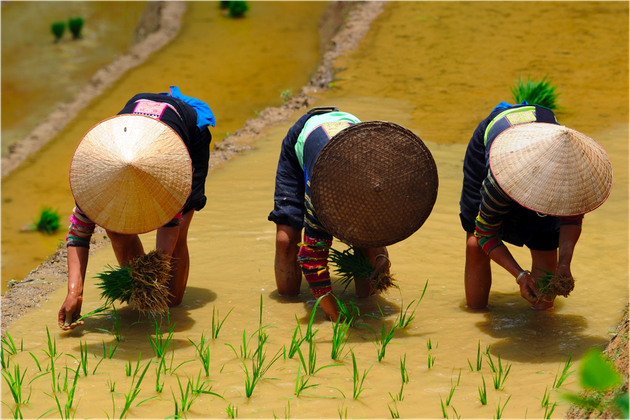 Plantation de riz chez les lolo noirs, région de Cao Bang, Vietnam 2015