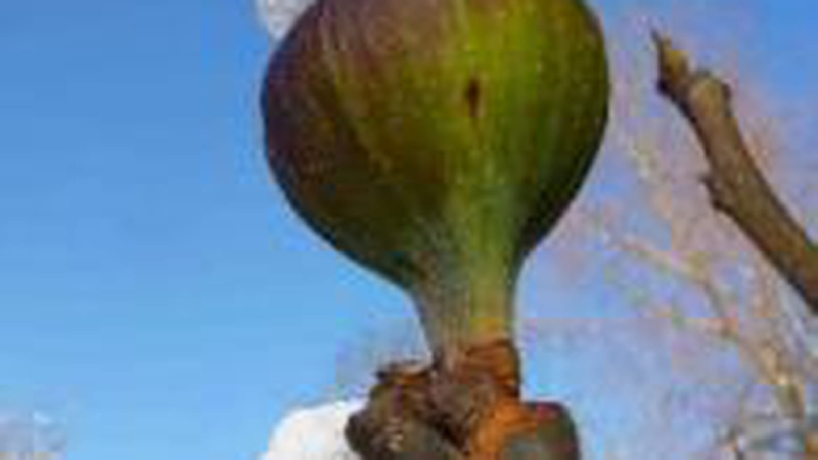 Figues sous la neige